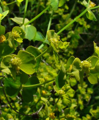 Fotografia de capa Euphorbia segetalis var. segetalis - do Jardim Botânico