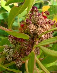 Pistacia lentiscus