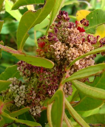 Fotografia de capa Pistacia lentiscus - do Jardim Botânico