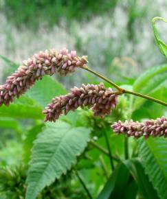 Fotografia da espécie Polygonum lapathifolium