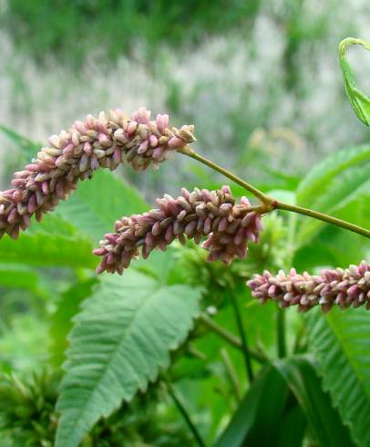 Fotografia de capa Polygonum lapathifolium - do Jardim Botânico