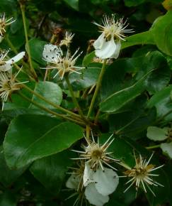 Fotografia da espécie Pyrus cordata