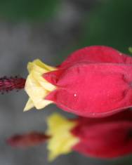 Fotografia da espécie Abutilon megapotamicum var. kentish-belle