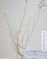 Fotografia da espécie Agrostis hesperica