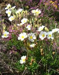 Halimium umbellatum subesp. umbellatum