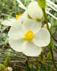 Fotografia da espécie Halimium umbellatum subesp. viscosum