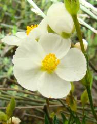 Halimium umbellatum subesp. viscosum