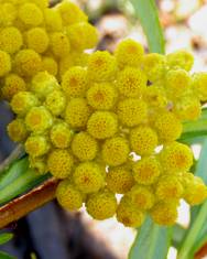 Fotografia da espécie Helichrysum stoechas