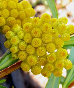 Fotografia da espécie Helichrysum stoechas