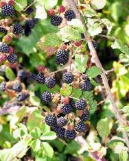 Fotografia da espécie Rubus ulmifolius var. ulmifolius