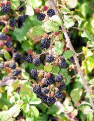 Rubus ulmifolius var. ulmifolius