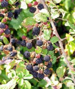 Fotografia da espécie Rubus ulmifolius