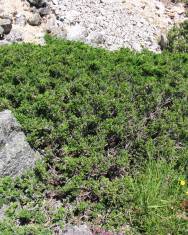 Fotografia da espécie Juniperus communis subesp. alpina