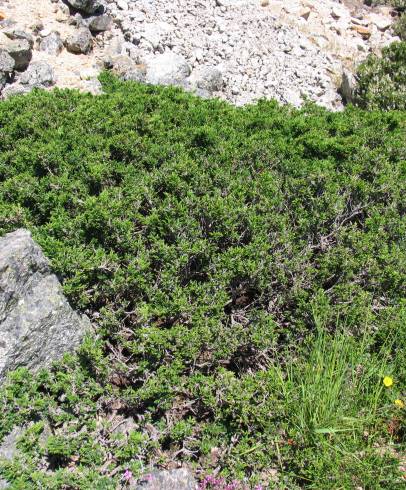 Fotografia de capa Juniperus communis subesp. alpina - do Jardim Botânico