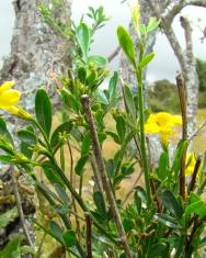 Fotografia da espécie Jasminum fruticans