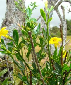 Fotografia da espécie Jasminum fruticans