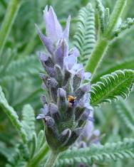 Fotografia da espécie Lavandula dentata