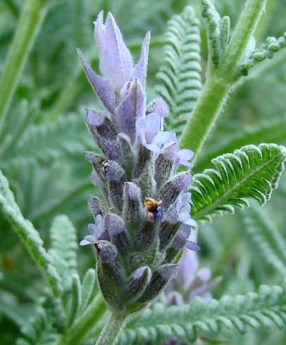 Fotografia de capa Lavandula dentata - do Jardim Botânico