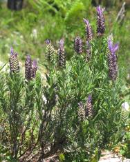 Fotografia da espécie Lavandula stoechas subesp. stoechas