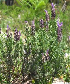 Fotografia da espécie Lavandula stoechas