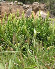 Fotografia da espécie Lavandula viridis