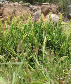 Fotografia da espécie Lavandula viridis