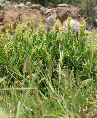 Fotografia de capa Lavandula viridis - do Jardim Botânico