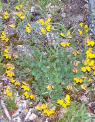 Lotus corniculatus subesp. carpetanus