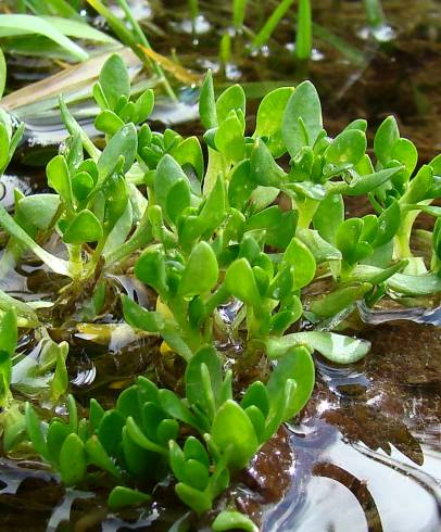 Fotografia de capa Montia fontana subesp. amporitana - do Jardim Botânico