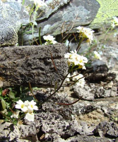 Fotografia de capa Murbeckiella sousae - do Jardim Botânico