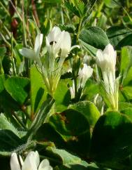 Trifolium subterraneum subesp. subterraneum var. subterraneum