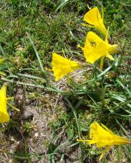 Fotografia da espécie Narcissus bulbocodium