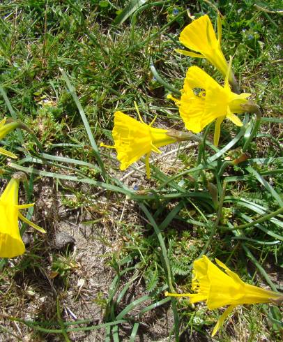 Fotografia de capa Narcissus bulbocodium - do Jardim Botânico