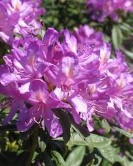 Fotografia da espécie Rhododendron ponticum subesp. baeticum