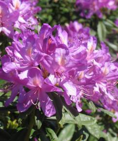 Fotografia da espécie Rhododendron ponticum