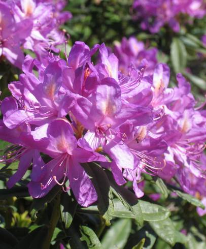 Fotografia de capa Rhododendron ponticum subesp. baeticum - do Jardim Botânico