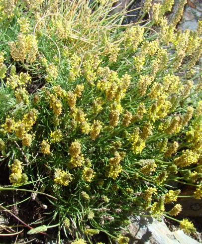 Fotografia de capa Plantago holosteum - do Jardim Botânico