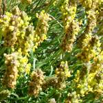 Fotografia 6 da espécie Plantago holosteum do Jardim Botânico UTAD