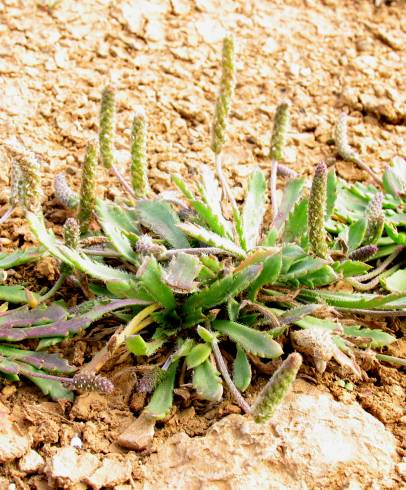 Fotografia de capa Plantago macrorhiza - do Jardim Botânico