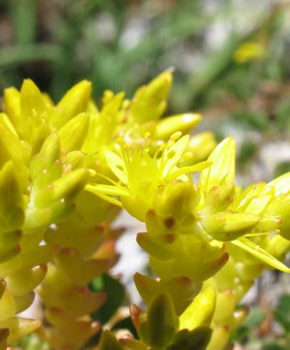 Fotografia de capa Sedum acre - do Jardim Botânico