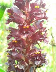 Orobanche variegata