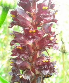 Fotografia da espécie Orobanche variegata