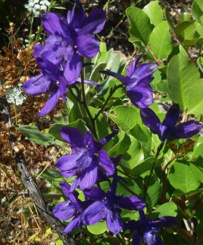 Fotografia de capa Delphinium pentagynum - do Jardim Botânico