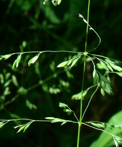 Fotografia de capa Agrostis castellana - do Jardim Botânico