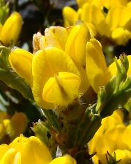 Fotografia da espécie Pterospartum tridentatum subesp. cantabricum