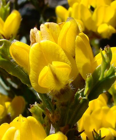 Fotografia de capa Pterospartum tridentatum subesp. cantabricum - do Jardim Botânico