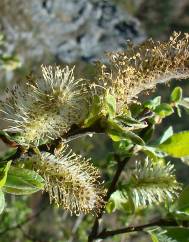 Salix atrocinerea