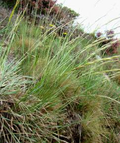 Fotografia da espécie Pseudarrhenatherum longifolium