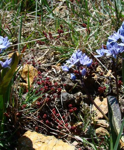 Fotografia de capa Scilla monophyllos - do Jardim Botânico