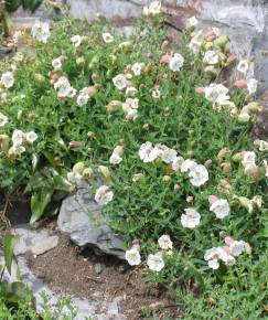 Fotografia da espécie Silene uniflora